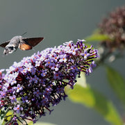 sommarbuddleja