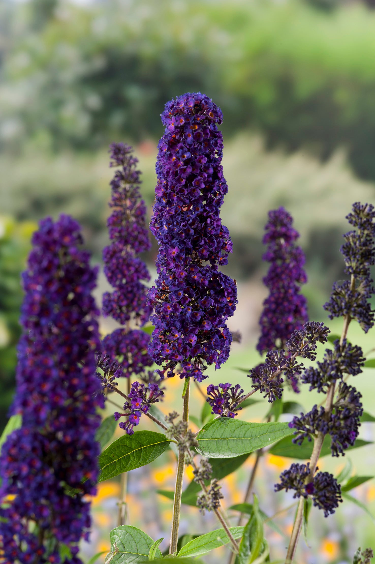 syrenbuddleja 'Black Knight'