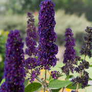 syrenbuddleja 'Black Knight'