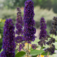 syrenbuddleja 'Black Knight'