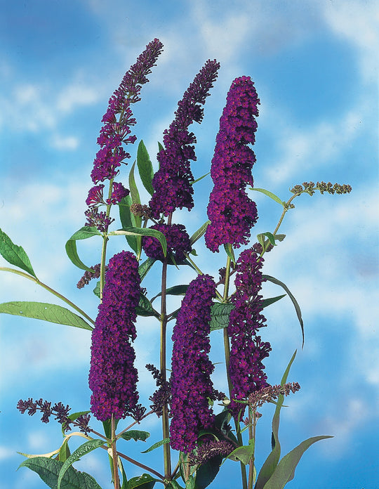 syrenbuddleja 'Black Knight'