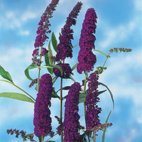 syrenbuddleja 'Black Knight'