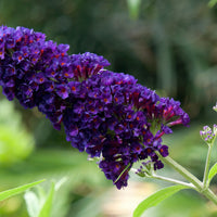syrenbuddleja 'Black Knight'