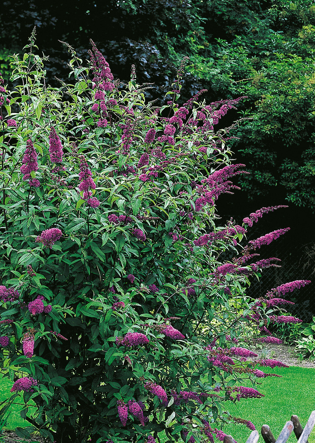 syrenbuddleja 'Ile de France'
