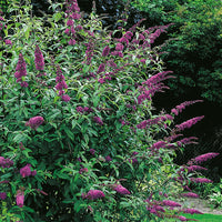 syrenbuddleja 'Ile de France'