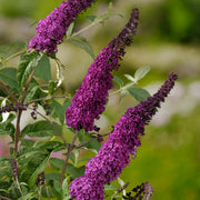 syrenbuddleja 'Ile de France'