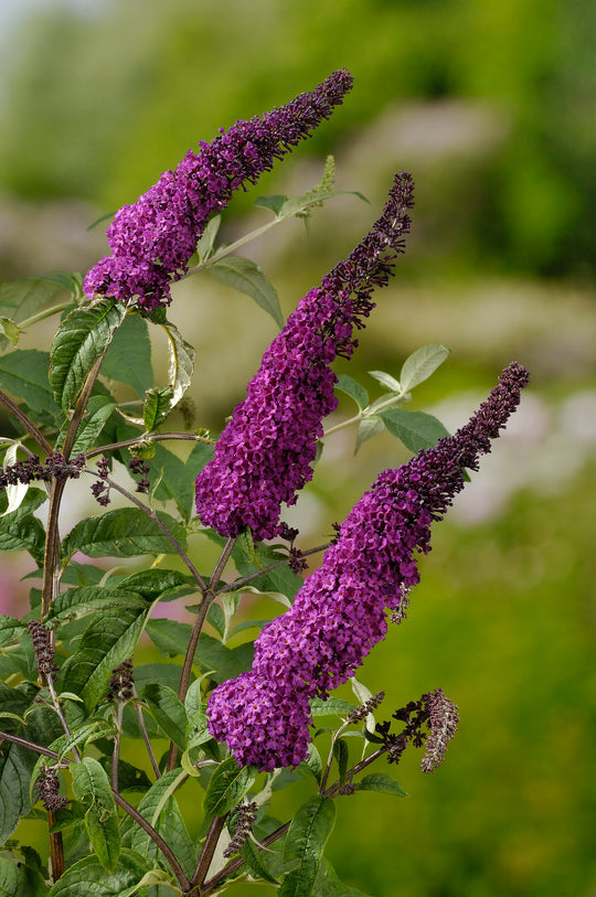 syrenbuddleja 'Ile de France'