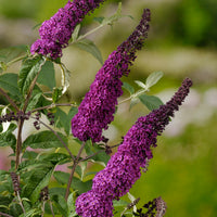 syrenbuddleja 'Ile de France'