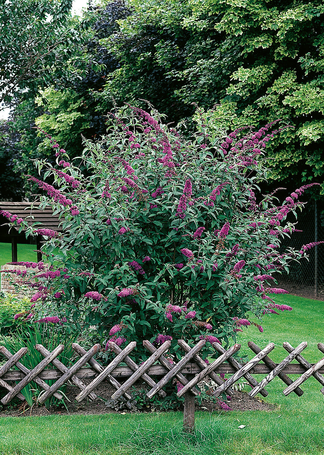 syrenbuddleja 'Ile de France'