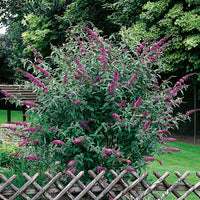 syrenbuddleja 'Ile de France'
