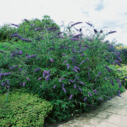 syrenbuddleja NANHO BLUE ('Nanho Petite Indigo')