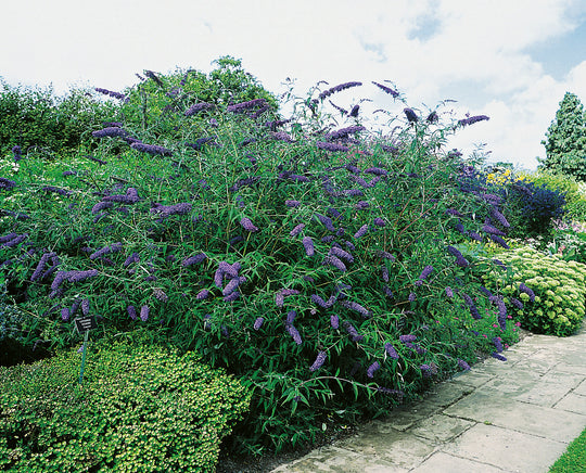syrenbuddleja NANHO BLUE ('Nanho Petite Indigo')