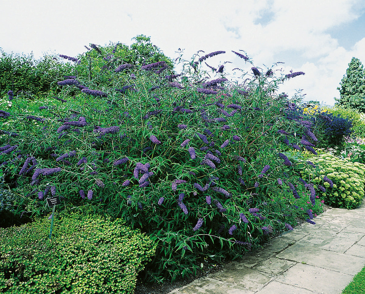 syrenbuddleja NANHO BLUE ('Nanho Petite Indigo')