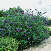 syrenbuddleja NANHO BLUE ('Nanho Petite Indigo')
