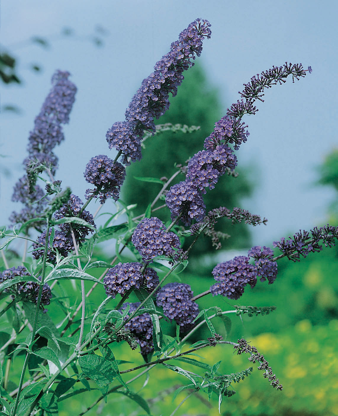 syrenbuddleja NANHO BLUE ('Nanho Petite Indigo')