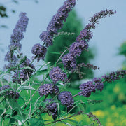 syrenbuddleja NANHO BLUE ('Nanho Petite Indigo')