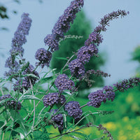 syrenbuddleja NANHO BLUE ('Nanho Petite Indigo')