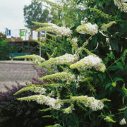 syrenbuddleja 'White Profusion'