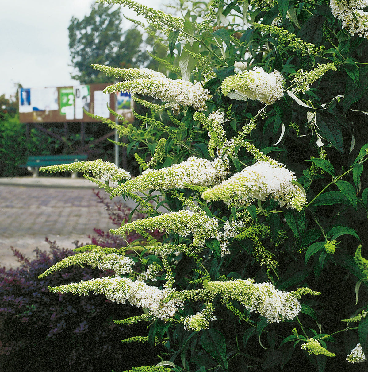 syrenbuddleja 'White Profusion'