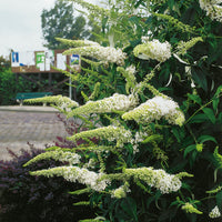 syrenbuddleja 'White Profusion'