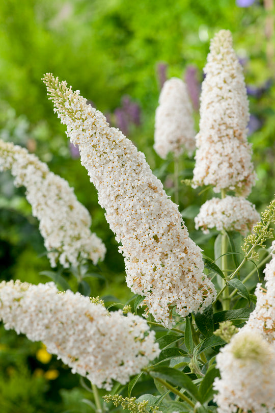 syrenbuddleja 'White Profusion'