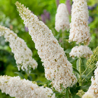 syrenbuddleja 'White Profusion'