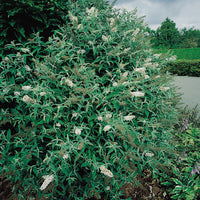 syrenbuddleja 'White Profusion'