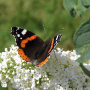 syrenbuddleja 'White Profusion'