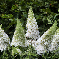 syrenbuddleja 'White Profusion'