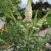 syrenbuddleja 'White Profusion'
