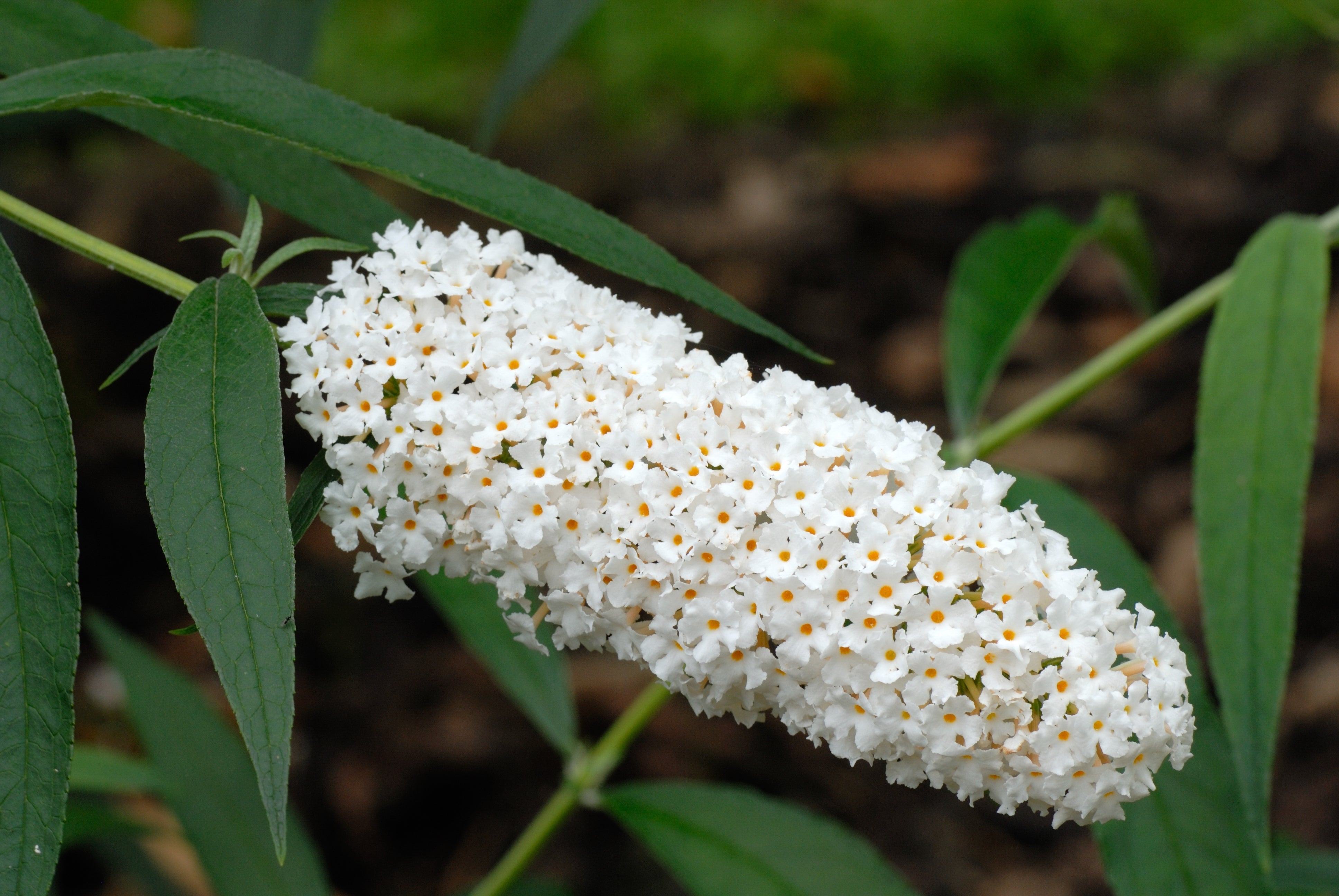 syrenbuddleja 'White Profusion'