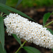 syrenbuddleja 'White Profusion'