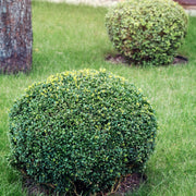 buxbom