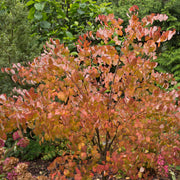 katsura