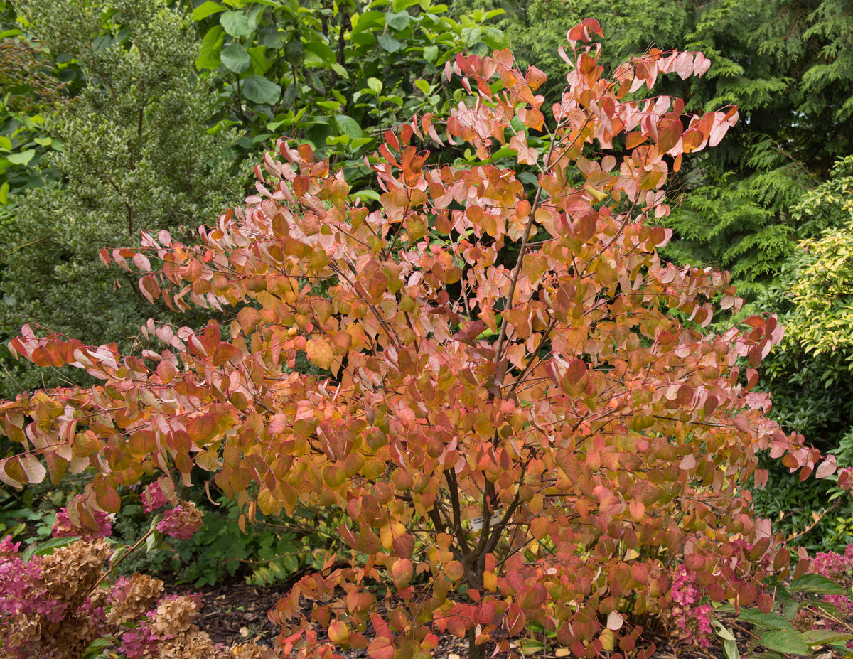 katsura