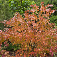 katsura