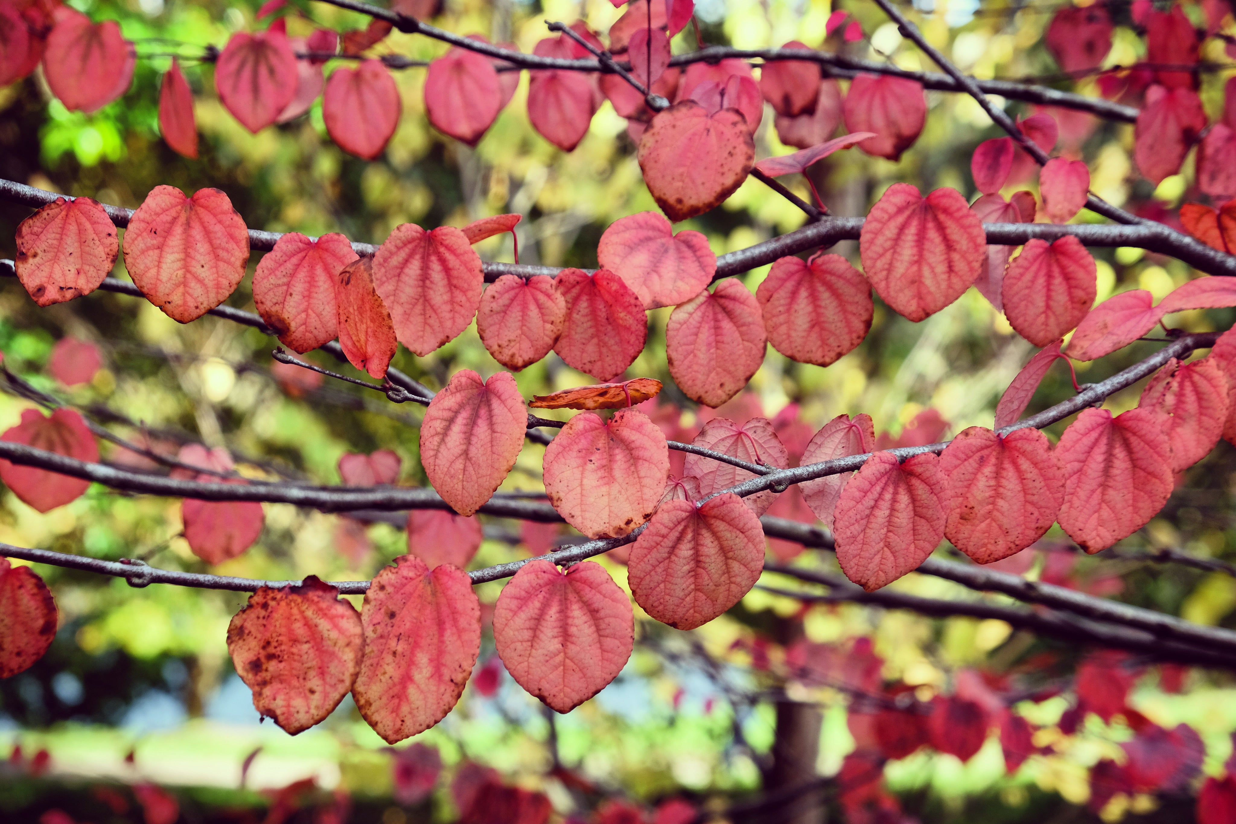 katsura