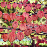 katsura