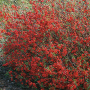 hybridrosenkvitten 'Nicoline'