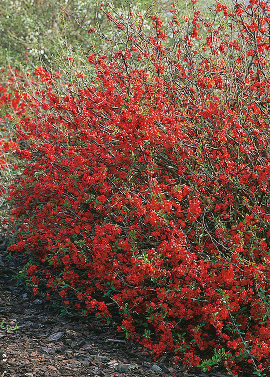hybridrosenkvitten 'Nicoline'
