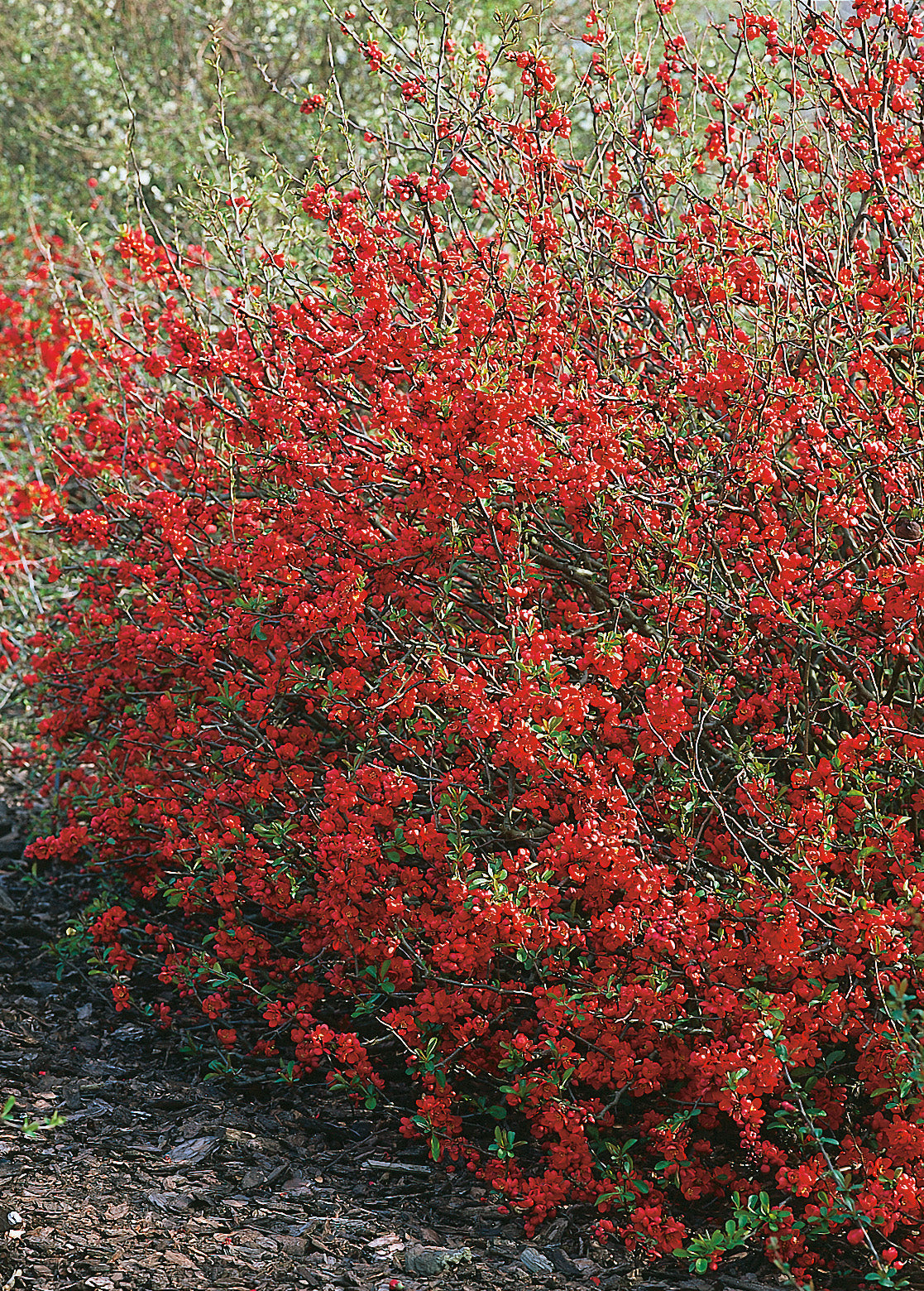 hybridrosenkvitten 'Nicoline'