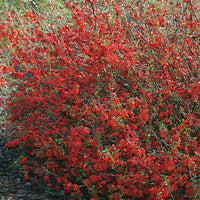 hybridrosenkvitten 'Nicoline'