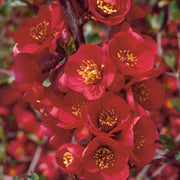hybridrosenkvitten 'Nicoline'