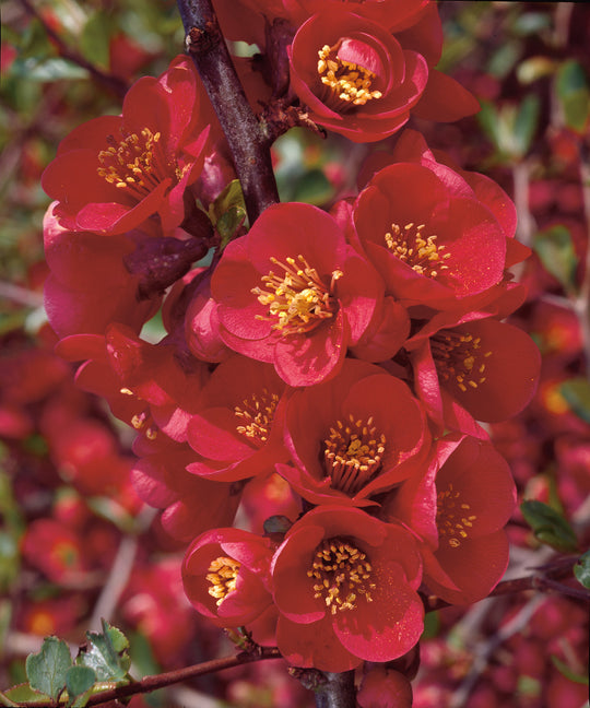 hybridrosenkvitten 'Nicoline'