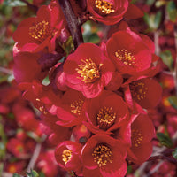 hybridrosenkvitten 'Nicoline'