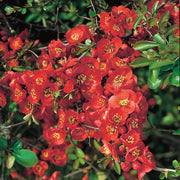 hybridrosenkvitten 'Nicoline'