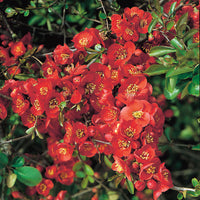 hybridrosenkvitten 'Nicoline'