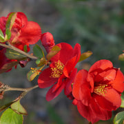 hybridrosenkvitten 'Nicoline'