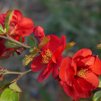 hybridrosenkvitten 'Nicoline'