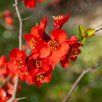 hybridrosenkvitten 'Nicoline'